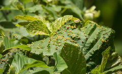 高光譜相機(jī)在植物病害的診斷分析與應(yīng)用